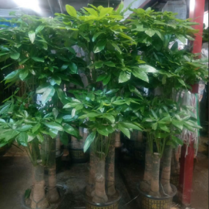 发财树盆栽
